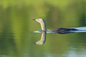 Stellata: Red Throated Diver