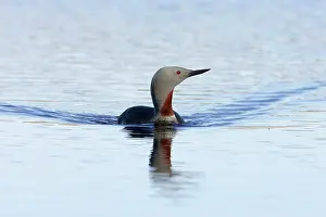 Stellata: Red Throated Diver