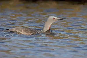 Stellata: Red Throated Diver