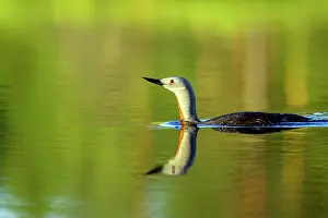 Stellata: Red Throated Diver