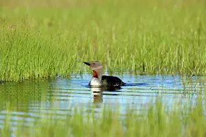 Stellata: Red Throated Diver
