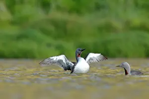 Stellata: Red-throated Diver