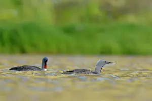 Stellata: Red-throated Diver