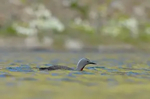 Stellata: Red-throated Diver