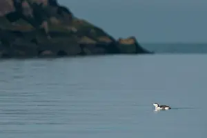 Stellata: Red-throated Diver