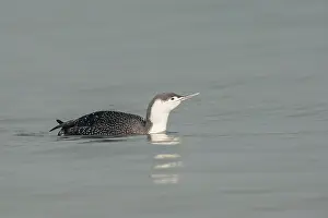 Stellata: Red-throated Diver
