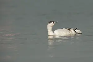 Stellata: Red-throated Diver