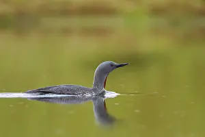 Stellata: Red-throated Diver