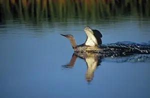Stellata: Red-throated Diver