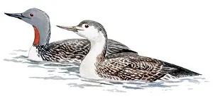 Stellata: Red-throated Diver