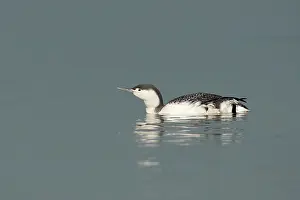 Loon: Red-throated Diver