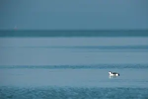 Eater: Red-throated Diver