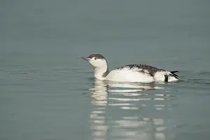 Loon: Red-throated Diver