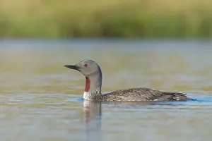 Loon: Red-throated Diver
