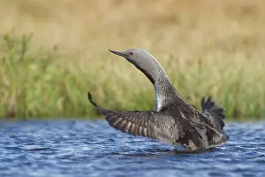 Loon: Red-throated Diver