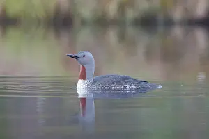 Vaermland: Red-throated Diver