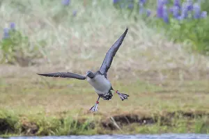 Stellata: Red-throated Diver - adult bird in breeding plumage