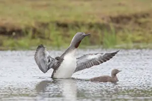 Stellata: Red-throated Diver - adult diver flapping its wings