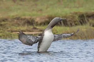 Stellata: Red-throated Diver - adult diver flapping its wings