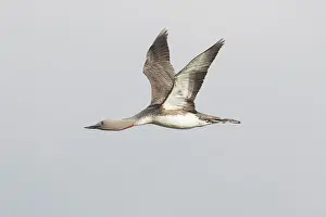 Loon: Red-throated Diver - adult diver in flight - Iceland