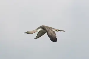 Loon: Red-throated Diver - adult diver in flight - Iceland