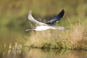 Vaermland: Red-throated Diver - adult diver in flight - Sweden