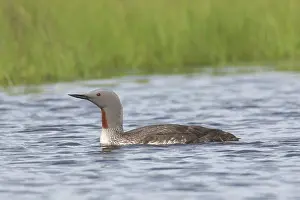 Loon: Red-throated Diver - adult diver swimming - Iceland