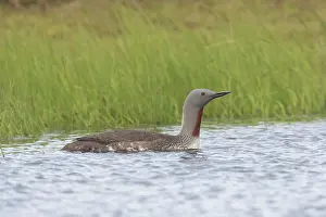 Loon: Red-throated Diver - adult diver swimming - Iceland