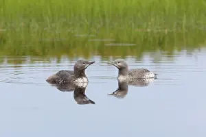 Stellata: Red Throated Diver - Two Chicks - Shows one more