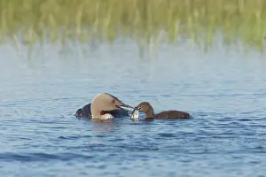Stellata: Red Throated Diver - Feeding Fish to Chick