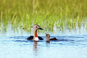Stellata: Red Throated Diver - Feeding Fish to Chick