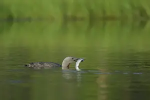 Stellata: Red Throated Diver - Female with Fish