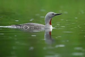 Stellata: Red-throated Diver (Gavia stellata), swimming, drizzle