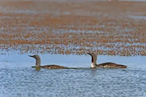Fjords: Red-throated Diver (Gavia stellata) stretching