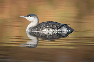 Stellata: Red-throated Diver (Gavia stellata) swimming on