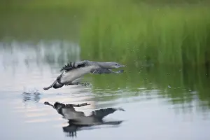 Practicing: Red-Throated Diver - Large Chick Practicing Take Off
