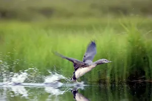 Stellata: Red Throated Diver - Large Chick Practising Take Off