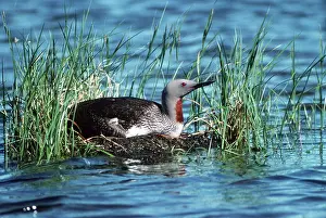 Stellata: RED-THROATED DIVER / LOON