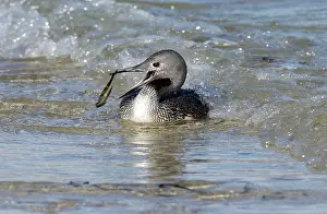 Stellata: Red-throated DIVER / LOON - Fishing in sea, but
