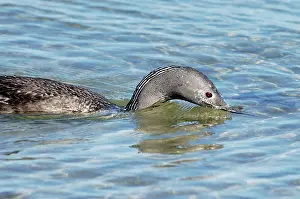 Stellata: Red-throated DIVER / LOON - Fishing in sea
