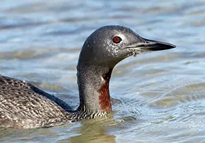 Stellata: Red-throated DIVER / LOON - Fishing in sea