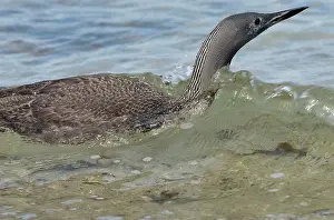 Stellata: Red-throated DIVER / LOON - Fishing in sea