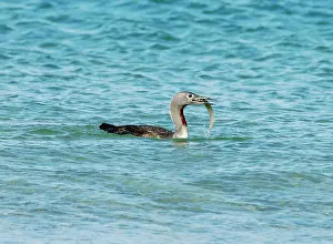 Stellata: Red-throated DIVER / LOON - Fishing in sea