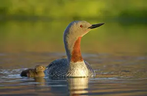 Stellata: Red-throated Diver or Loon (Gavia stellata) with
