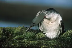 Loon: RED-THROATED DIVER / LOON - on ground