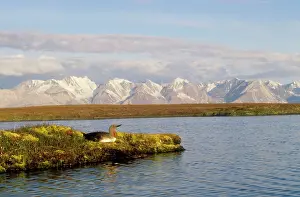 Stellata: Red-throated Diver / Loon - on nest
