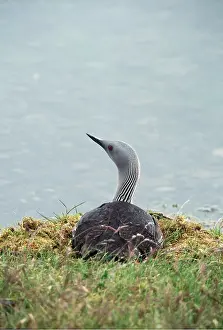 Loon: RED-THROATED DIVER / LOON - ON NEST