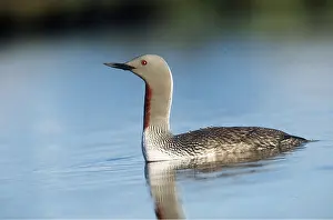 Loon: Red-throated Diver / Loon - ON WATER