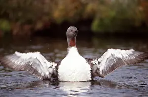 Loon: RED-THROATED DIVER / LOON on water, wings spread