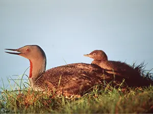 Loon: RED-THROATED DIVER / LOON - With Young